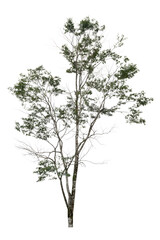 Fototapeta premium Single tree
