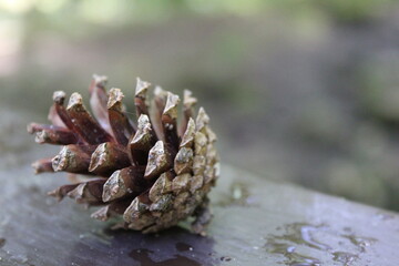a pine cone in close-up lies on the railing