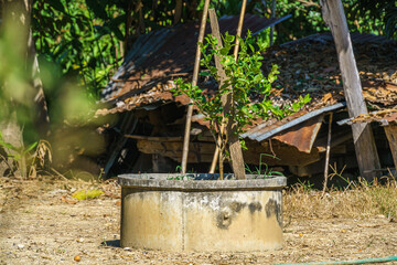 Green lemons tree growth on the cement pond in a garden citrus fruit thailand.