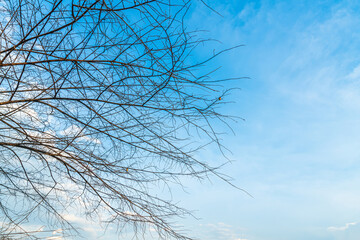Trees are left with branches Silhouettes of trunks and branches a meadow soil in a rice field with fluffy clouds blue sky daylight background.
