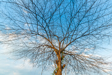 Trees are left with branches Silhouettes of trunks and branches a meadow soil in a rice field with fluffy clouds blue sky daylight background.