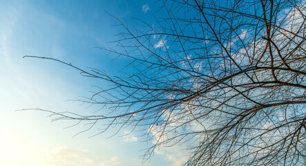 Trees are left with branches Silhouettes of trunks and branches a meadow soil in a rice field with fluffy clouds blue sky daylight background.