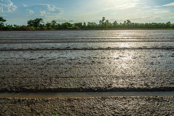 landscape scenery mud and water in a rice field Preparation of paddy field for sowing the rice seed with fluffy clouds blue sky daylight background. - obrazy, fototapety, plakaty