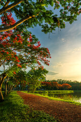 road landscape view and tropical red flowers Royal Poinciana or The Flame Tree (Delonix regia) of the reservoir with cloudy blue sunset sky the forest summer naturel background.