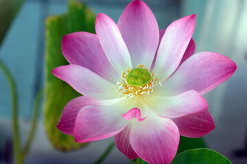 pink lotus flower