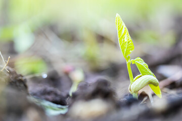 sprouts of vegetables in the ground, growing plants farming