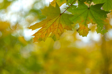 Colorful autumn foliage of a maple tree closeup. Leaf fall, October.