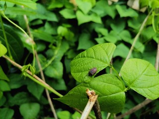 An insect on a leaf