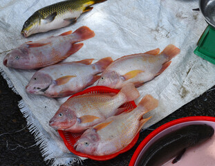 Fresh caught fish for sale on a Vietnamese street market
