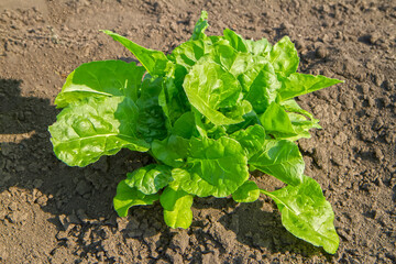 Young beets in the garden on a sunny day.