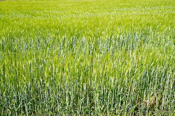 Texture of grasses in the field.