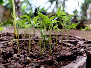 Seeding in the small pot