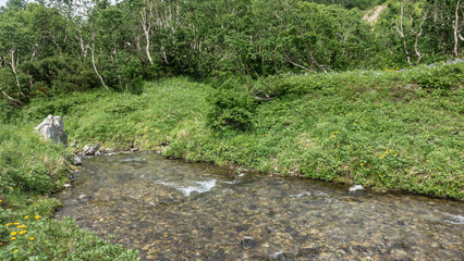 The stream flows through a green meadow. The rocks at the bottom are visible through the clear water. Lush vegetation on the banks: grass, wildflowers, trees. Kamchatka
