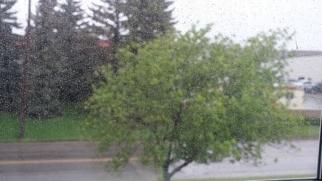 Trees blowing in the wind during a rainstorm