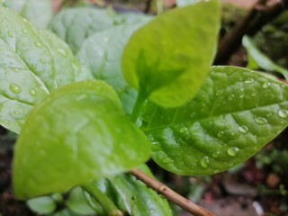 Drops of water on top of spinach leaves