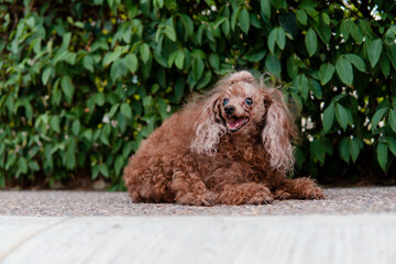 Nice small brown dog with a bow on his head resting on the sidewalk in front of a bush and a smiling look.