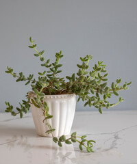 Pickle plant or Delosperma Echinatum on a ceramic floor with grey wall in background
