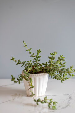 delosperma echinatum pickle plant in a white ceramic pot
