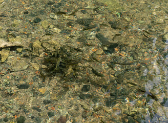 A flock  of young trout swims in a shallow lake in a Hermon Stream Nature Reserve in northern Israel