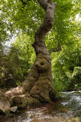Large  trunk of an old tree on the shore of Hermon stream in the area of the national park in northern Israel
