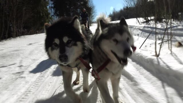Dog sledding races on snow-covered terrain. Huskies and malamutes . Movement of dogs in hard-to-reach places.Slow motion.