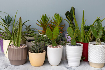 Collection of succulents and cactus plant in pot on a table