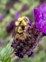 Furry bee on spring flower