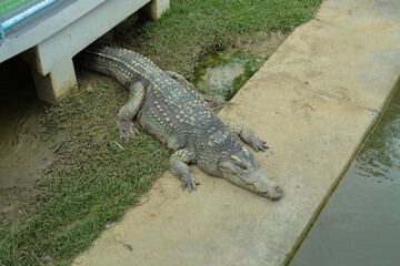 Crocodile at the Thailand farm.