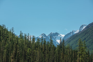Atmospheric landscape with coniferous trees in valley with view to large snow mountains in bright sun under clear blue sky. Lush forest on steep slopes against high snowy mountain range in sunny day.