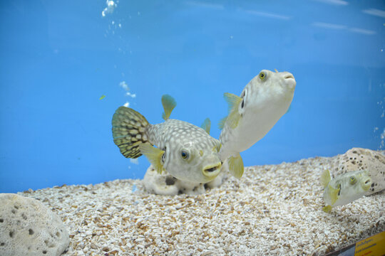 White-spotted puffer (Arothron hispidus). Marine fish in Aquarium.
