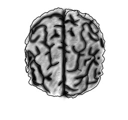Naklejka premium 3d rendered illustration of human brain