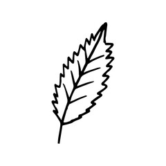 Fototapeta na wymiar strawberry leaf. vector illustration hand drawn in doodle style. scandinavian, minimalism. icon, sticker.