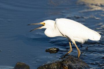 Snow Egret with a Small Fish