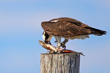An Osprey Eating a Large Fish