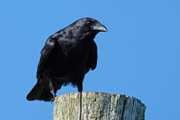Fish Crow Standing on a Piling