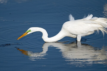 A Great Egret Outstretched with Fish 