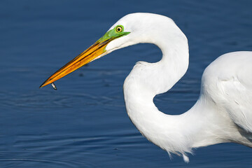 Fototapeta na wymiar A Great Egret with Fish Close-Up