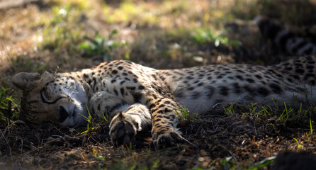 Cheetah resting in the grass of the African savannah in South Africa. It is one of the big five of...