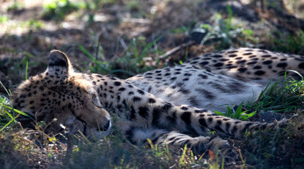 Cheetah sleeping in the African savannah of South Africa, this is the fastest and most agile carnivore animal of the savannah, star of safaris and one of the five largest in Africa.