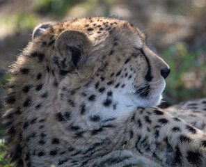 Cheetah relaxing on the African savannah in South Africa, it is a carnivorous predator and one of the most powerful animals of the savannah and one of the five largest in Africa.