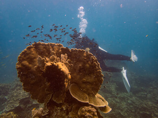 A captivating underwater photograph capturing a scuba diver exploring a vibrant coral reef. The image features large, textured corals in the foreground, with the diver swimming amidst a school of smal