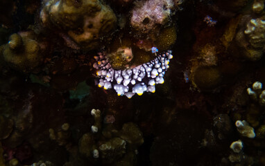 Nudibranch [Phyllidia Elegans] at Sail Rock, Gulf of Thailand