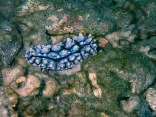 Nudibranch [Phyllidia Elegans] at Sail Rock, Gulf of Thailand