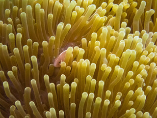 Pink skunk clown fish on sea anemone bed in Gulf of Thailand