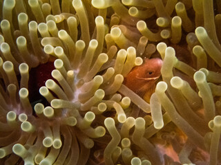 Pink skunk clown fish on sea anemone bed in Gulf of Thailand