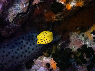 Tiny yellow boxfish [Ostracion cubicus] with his giant grouper friend hiding in coral reef.