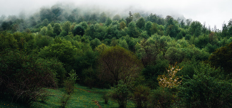 Forest in fog