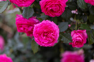 ロゼ ピエール ドゥ ロンサール