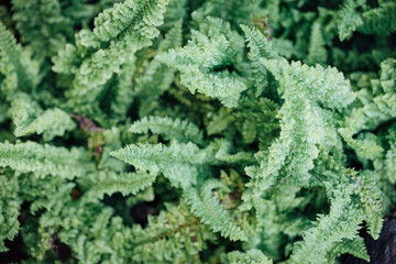 Beautyful ferns leaves green foliage natural floral fern background in sunlight