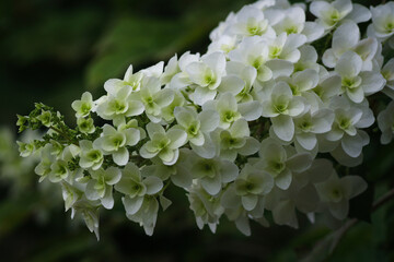 white hydrangea flowers